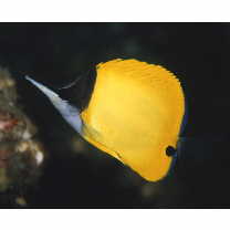 Forcipiger flavissimus Jordan et McGregor, 1898