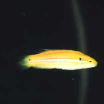 Bodianus bimaculatus Allen, 1973