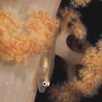 Pleurosicya boldinghi Weber, 1913