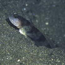 Cryptocentrus shigensis Kuroda, 1956