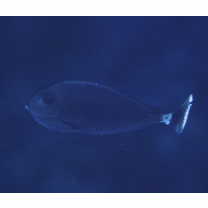 Naso brevirostris (Cuvier, 1829)