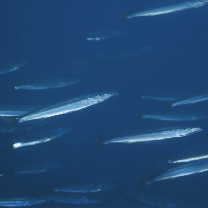 Sphyraena japonica Bloch and Schneider, 1801