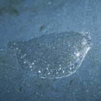 Crossorhombus kobensis (Jordan et Starks, 1906)