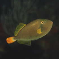 Melichthys vidua (Richardson, 1845)