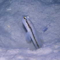 Myersina nigrivirgata Akihito et Meguro, 1983