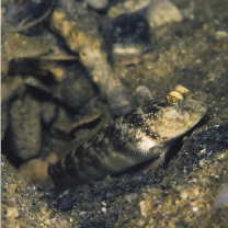 Cryptocentrus inexplicatus (Herre, 1934)