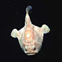 ホンフサアンコウ