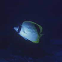 Chaetodon oxycephalus Bleeker, 1853