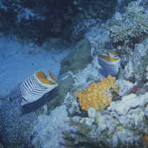 Chaetodon madagaskariensis Ahl, 1923