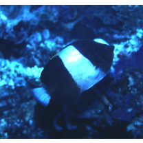 Hemitaurichthys zoster (Bennett, 1831)