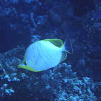 Chaetodon xanthocephalus Bennett, 1832