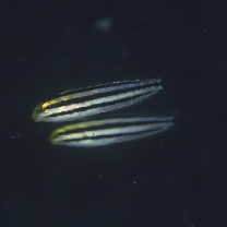 Meiacanthus grammistes (Valenciennes, 1836)