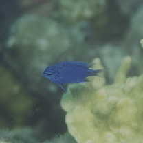 Chrysiptera springeri (Allen, 1976)