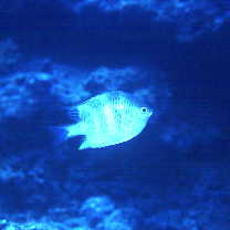 Amblyglyphidodon curacao (Bloch, 1787)