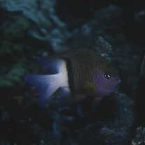 Plectroglyphidodon dickii (Lienard, 1839)