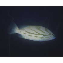 Epinephelus morrhua (Valenciennes, 1833)