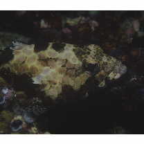 Epinephelus merra Bloch, 1793