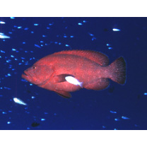 Cephalopholis sonnerati (Valenciennes, 1828)