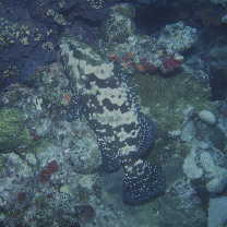 Epinephelus polyphekadion (Bleeker, 1849)