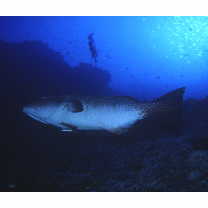 Plectropomus laevis (Lacepede, 1801)