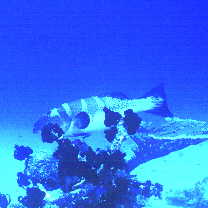 Plectropomus laevis (Lacepede, 1801)