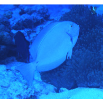 Acanthurus mata (Cuvier, 1829)