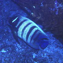 Pomacanthus sexstriatus (Cuvier, 1831)