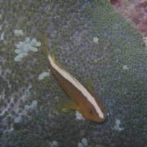 Amphiprion sandaracinos Allen, 1972