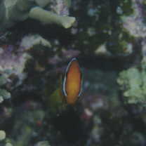 Amphiprion frenatus Brevoort, 1856