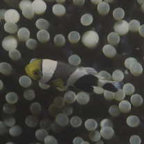 Amphiprion sp. 1