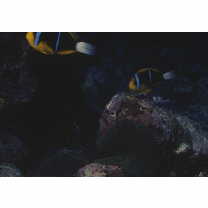 Amphiprion chrysopterus Cuvier, 1830