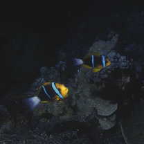 Amphiprion chrysopterus Cuvier, 1830