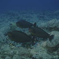 Naso vlamingii (Valenciennes, 1835)