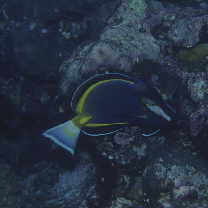 Acanthurus japonicus (Schmidt, 1931)