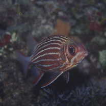 Sargocentron diadema (Lacepede, 1802)