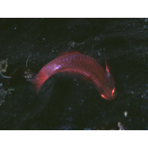 Trimma striatum (Herre, 1945)