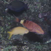 Parupeneus multifasciatus (Quoy et Gaimard, 1825)