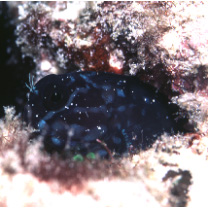 Ecsenius namiyei (Jordan et Evermann, 1902)