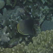 Chaetodon baronessa Cuvier, 1829