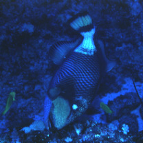 Balistoides viridescens (Bloch et Schneider, 1801)