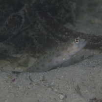 Ctenogobiops mitodes Randall, Shao et Chen, 2007