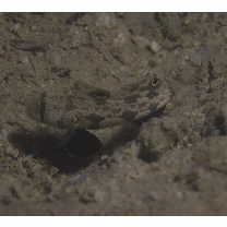 Signigobius biocellatus Hoese et Allen, 1977