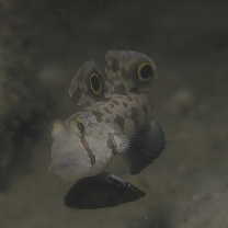 Signigobius biocellatus Hoese et Allen, 1977