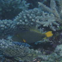 Balistapus undulatus (Park, 1797)