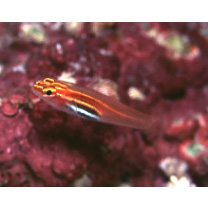 Eviota atriventris Greenfield et Suzuki, 2012