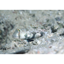 Signigobius biocellatus Hoese et Allen, 1977