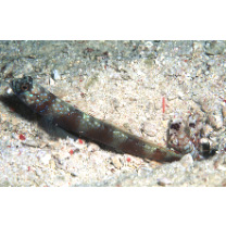 Amblyeleotris latifasciata Polunin et Lubbock, 1979