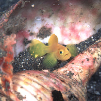 Lubricogobius exiguus Tanaka, 1915