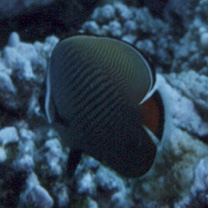 Chaetodon collare Bloch, 1787