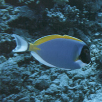 Acanthurus leucosternon Bennett, 1832